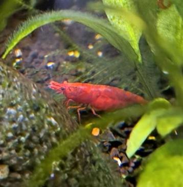 Jeunes crevettes rouges neocaridina, crevettes rouges d'eau 