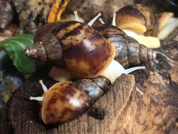 Achatina reticulata albino