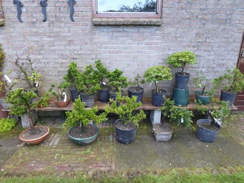 Bonsai:  prebonsai en statersplanten in Bokrijk op 1 mei, Jardin & Terrasse, Plantes | Arbres, Enlèvement