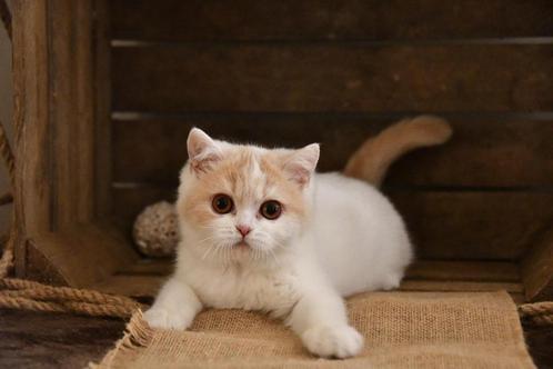 brits korthaar kitten, Dieren en Toebehoren, Katten en Kittens | Raskatten | Korthaar, Meerdere dieren, 0 tot 2 jaar, Met stamboom