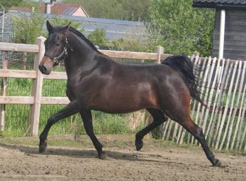 4-jarige prachtige zwartbruine Arabische Volbloed merrie