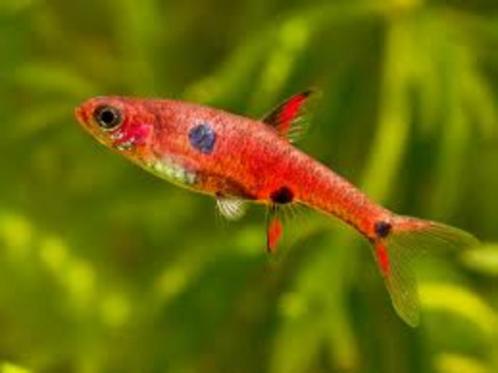 Boraras maculatus – Dwergrasbora - kleine nanovisjes, Animaux & Accessoires, Poissons | Poissons d'aquarium, Poisson d'eau douce