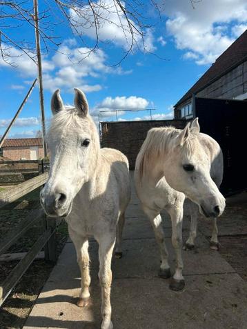 Verzorgpaarden aangeboden