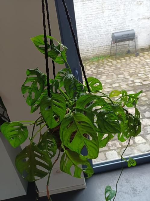 Sierplant Hangplant inclusief plantenhanger 1 stuk, Huis en Inrichting, Kamerplanten, Overige soorten, Minder dan 100 cm, Groene kamerplant