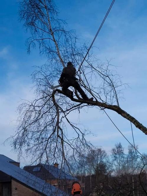 Abattage-élagage, Diensten en Vakmensen, Tuinmannen en Stratenmakers