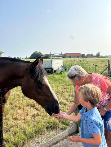 100% betrouwbaar paardje (26)