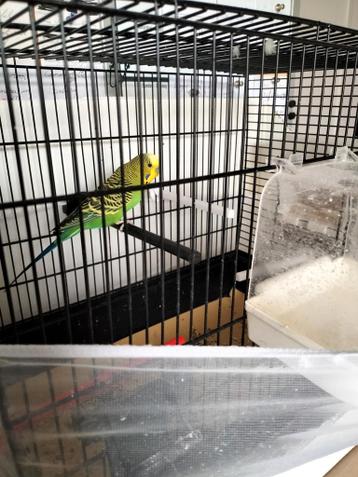 Parkiet , gratis,is nog maar 1 jaar oud