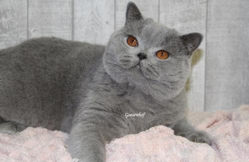 dekkater Maxx brits korthaar blauw zuiver korthaar, Dieren en Toebehoren, Katten en Kittens | Dekkaters, 0 tot 2 jaar