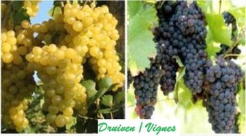 VIGNES / RAISINS BLANCS & BLEUS, 1 MÈTRE, EN POT, =12€/pièce