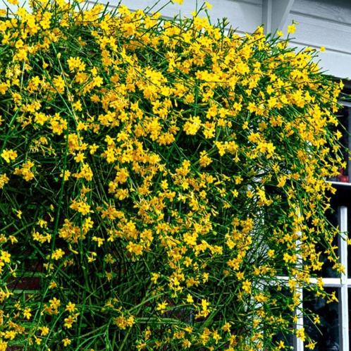 Winterjasmijn of 'Jasminum nudifolium', Jardin & Terrasse, Plantes | Jardin, Plante fixe, Plantes grimpantes, Plein soleil, Hiver