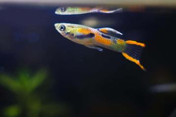 Endlers à vendre