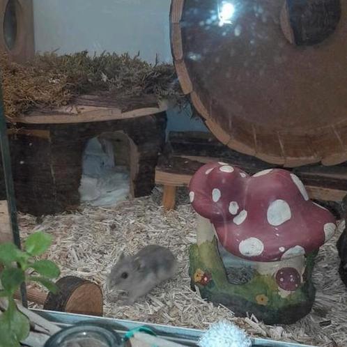 Groepje Russische dwerghamsters, Animaux & Accessoires, Rongeurs, Hamster