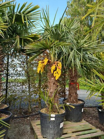 Palmboom Trachycarpus Fortunei 