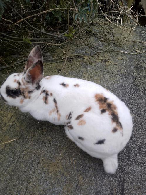 Rexdwerg konijnen van vorig jaar, Animaux & Accessoires, Lapins, Nain, Plusieurs animaux, 0 à 2 ans