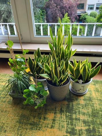 7 grandes plantes d'intérieur avec pots