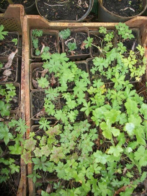 Vaste geranium Mix per 24 stuks, nu al bloei in sommige, Jardin & Terrasse, Plantes | Jardin, Plante fixe, Autres espèces, Mi-ombre