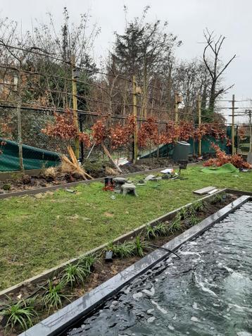 Gratis beukenboompjes zelf uit te graven