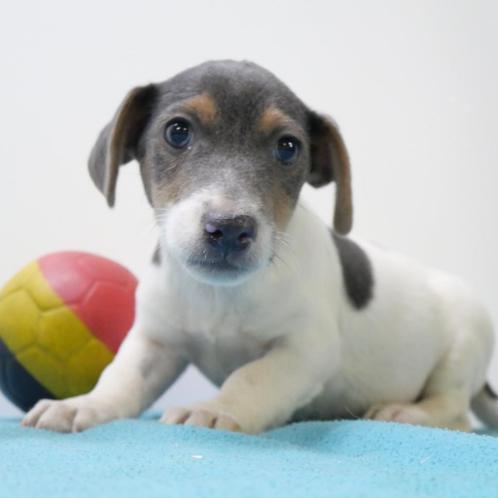 Jack Russell (Blauw tricolor) - Belgische pup te koop, Dieren en Toebehoren, Honden | Jack Russells en Terriërs, Reu, Jack Russell Terriër