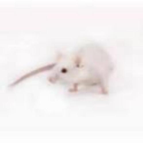 levende muizen en ratten te bestellen bij csreptiles Venlo, Animaux & Accessoires, Reptiles & Amphibiens