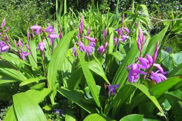 Verschillende planten voor in de tuin