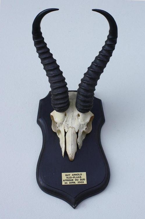 Schedel SPRINGBOK op zwart houten schild (ref. K), Collections, Collections Animaux, Utilisé, Crâne, Animal sauvage, Enlèvement ou Envoi