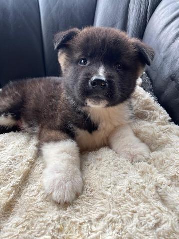 Amerikaanse akita pups 