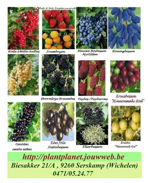 PROMO ALLERHANDE KLEINFRUIT: 5€/Stuk,  ACTIE 5 VOOR 20€ !!!, Jardin & Terrasse, Plantes | Jardin, Plante fixe, Plantes fruitières