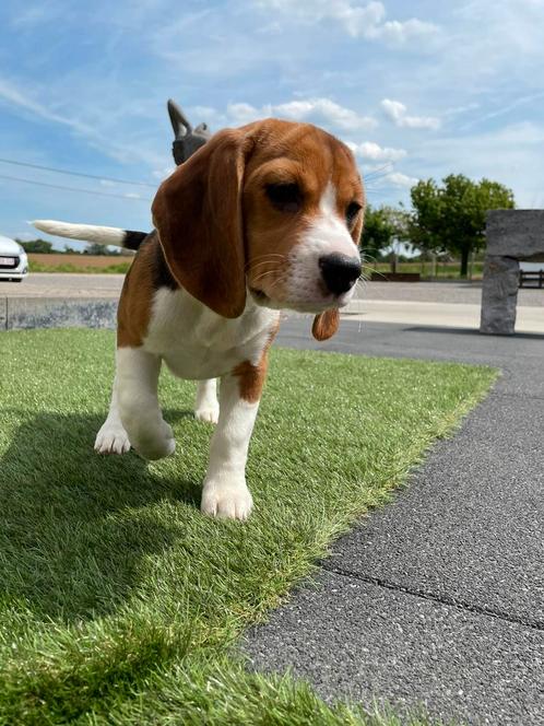 Lieve Beagle pup, Animaux & Accessoires, Chiens | Beagles, Bassets & Chiens courants, Plusieurs animaux, Beagle, Éleveur | Professionnel