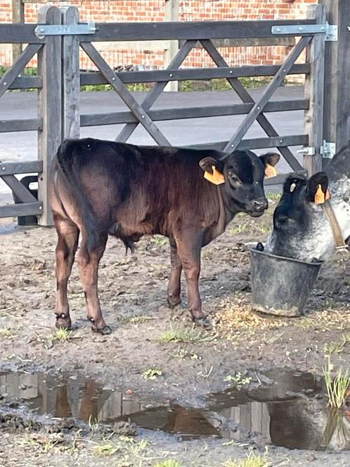 Minirund - Stier, Animaux & Accessoires, Bovins