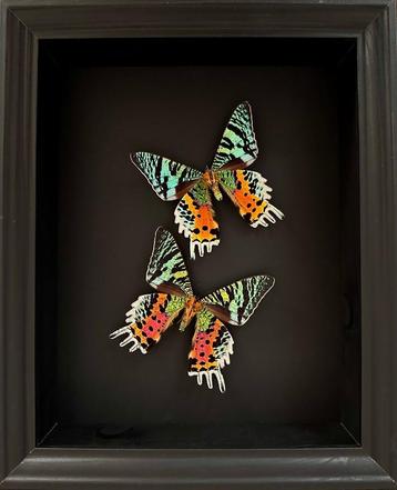 Splendide Envol de papillons Exotiques Urania Ripheus -Cadre