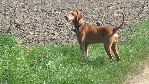 Etalon Vizsla magyar poil court, Animaux & Accessoires, Chiens | Setters & Braques, Chien (mâle), Autres races, Particulier, Un chien