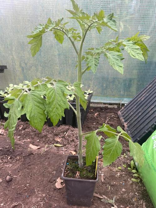 Stevige & Grote tomatenplanten, 30cm, 13 variëteiten, Tuin en Terras, Planten | Tuinplanten, Eenjarig, Groenteplanten, Volle zon