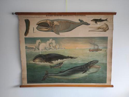 Schoolplaat De walvis, Paul Parey, Antiek en Kunst, Antiek | Schoolplaten, Ophalen of Verzenden
