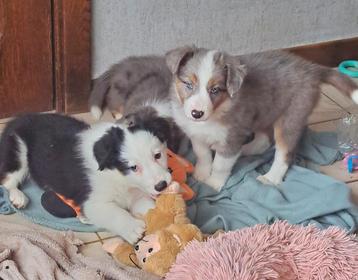 Tricolor en tri-bleu merle border collie pups op boerderij