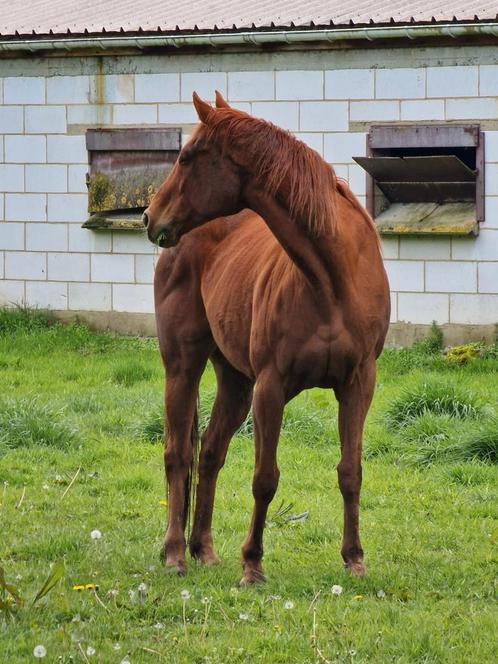Ierse volbloed merrie 14j, Dieren en Toebehoren, Paarden, Merrie, Zadelmak, Minder dan 160 cm, 11 jaar of ouder, Recreatiepaard