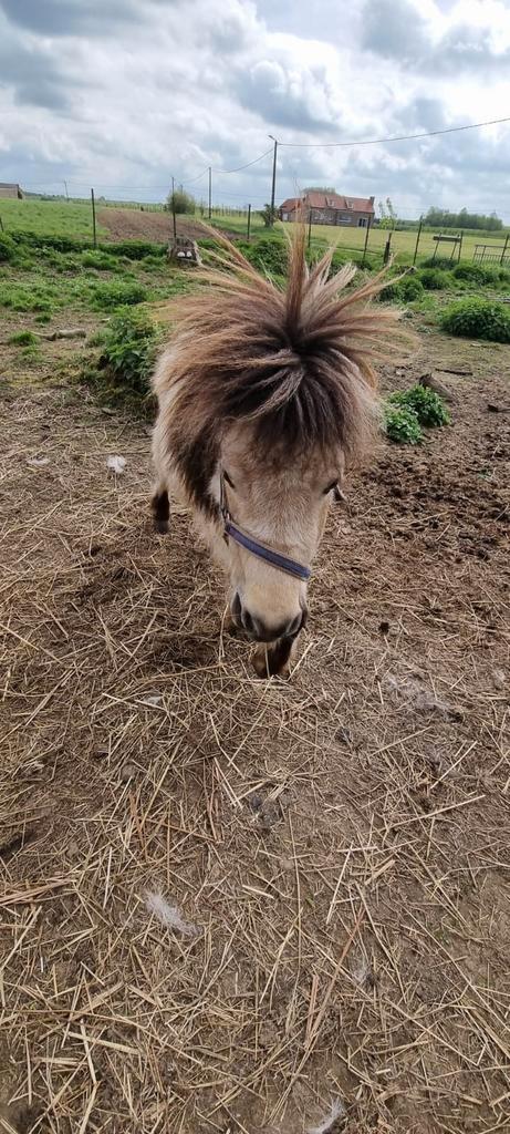 Hengste mini paard, Animaux & Accessoires, Chevaux, Étalon, Moins de 160 cm, 3 à 6 ans, Vermifugé, Vacciné