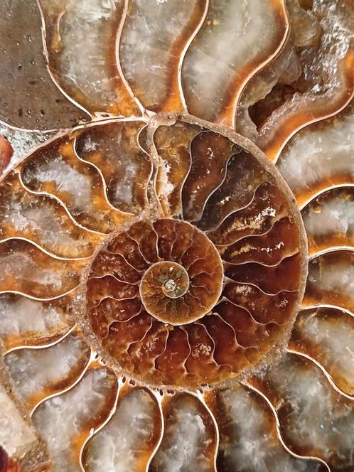 Belle paire d'ammonites taillées et polies, Collections, Minéraux & Fossiles, Fossile, Enlèvement ou Envoi