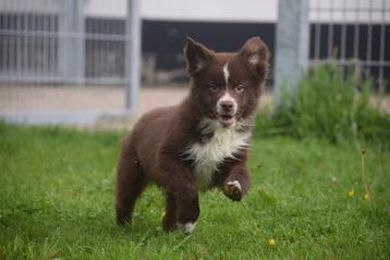 Chiots Border Collie en chocolat, belles couleurs