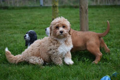 Les chiots de marque ne perdent pas toutes les couleurs, Animaux & Accessoires, Chiens | Sans pedigree, Taille moyenne, Plusieurs animaux