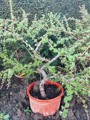 bonsai startplant larix