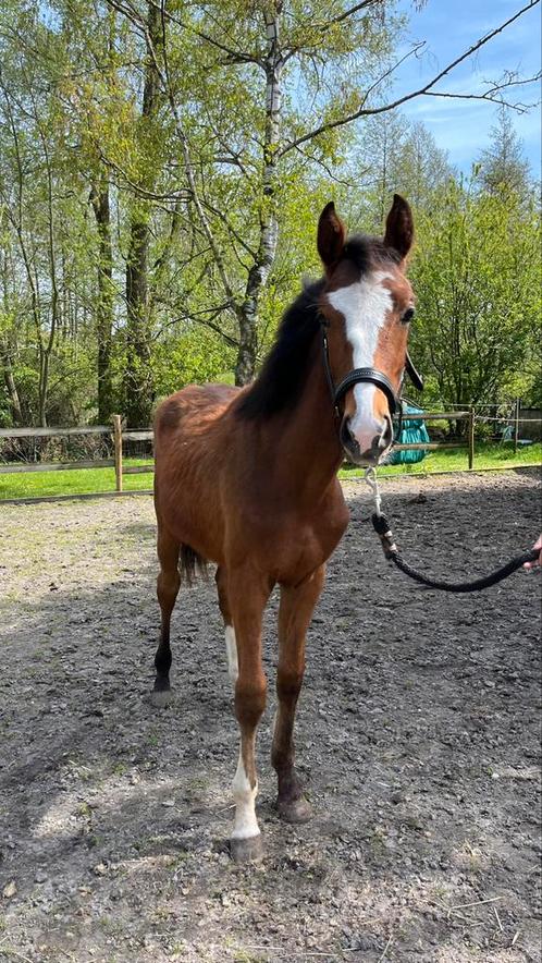 Jaarling te koop, Dieren en Toebehoren, Paarden, Hengst, Onbeleerd, Minder dan 160 cm, 0 tot 2 jaar, Springpaard, Met stamboom