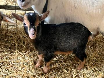 Dwerggeit bokje tan blauwschimmel