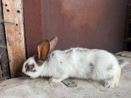 Reuzevlinder konijnen te koop, Animaux & Accessoires, Lapins, Grand, Femelle, 0 à 2 ans