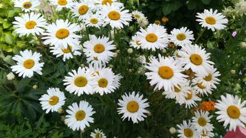 Graines de Marguerite communes 