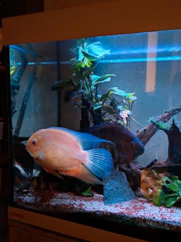 Severum