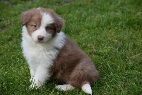 Border collie puppy's, zwart-wit, blauw-wit, chocolate-white, Animaux & Accessoires, Chiens | Bergers & Bouviers, Plusieurs animaux