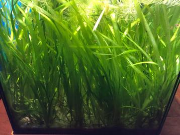 Vallisneria