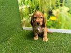 Nid de chiots Cocker Spaniel anglais - couleur brun rougeâtr