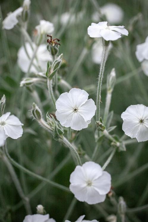 Graines blanches de Pricknose, Lychnis Coronaria Alba, Jardin & Terrasse, Bulbes & Semences, Graine, Envoi