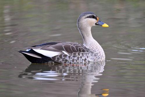 Sier watervogels, Dieren en Toebehoren, Vogels | Overige Vogels, Meerdere dieren